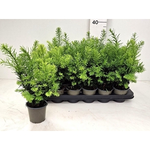 TAXUS OV