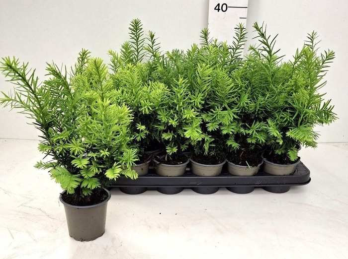 <h4>TAXUS OV</h4>