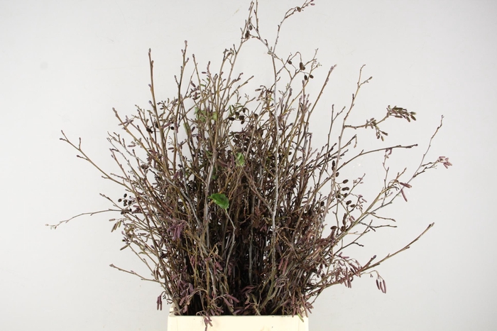 <h4>ELZENPROP PER BUNCH</h4>