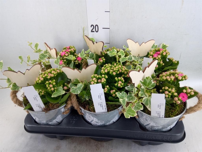 <h4>Arr. Planten L%</h4>