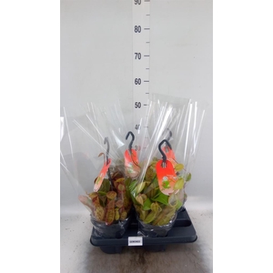 Nepenthes    ...