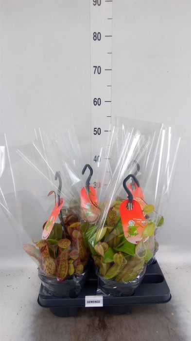 <h4>Nepenthes    ...</h4>