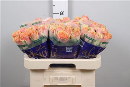 <h4>R Gr Dividend</h4>