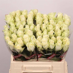 R Gr Athena Extra Tima