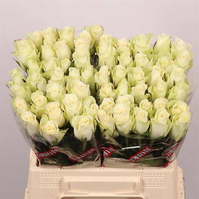 <h4>R Gr Athena Extra Tima</h4>