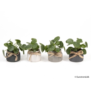 PILEA PEPEROMIOIDES P 6 E 2164
