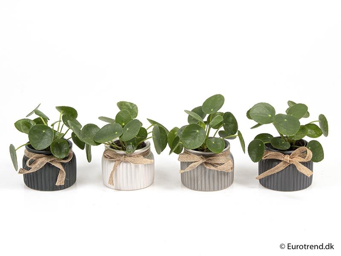 PILEA PEPEROMIOIDES P 6 E 2164
