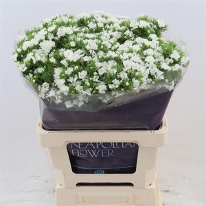 Dianthus Barbatus Doblino White