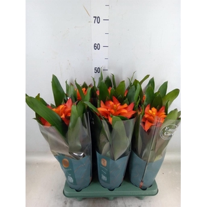 Guzmania  'Fiero Orange'