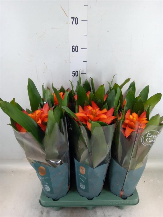 <h4>Guzmania  'Fiero Orange'</h4>