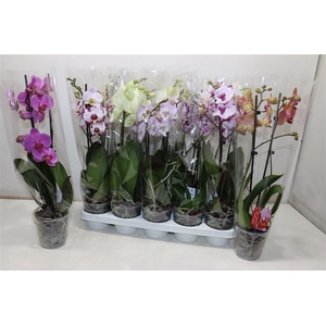 arr8 Phal Gem