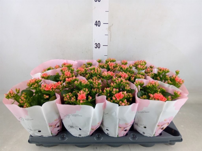 <h4>Kalanchoe blos.   ..rosebud</h4>