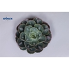 Echeveria Raindrop Cutflower Wincx-8cm