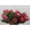 Protea Cynaroides Madiba