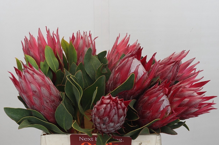 Protea Cynaroides Madiba