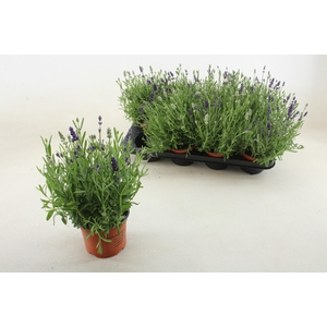 LAVAN ANGUSTIFOLIA