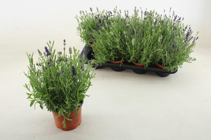<h4>LAVAN ANGUSTIFOLIA</h4>