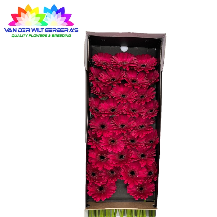 <h4>Germini Diana Doos</h4>