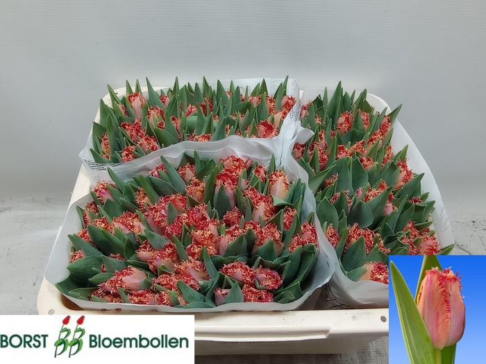 <h4>TU FR MURCIA</h4>