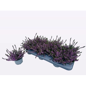 !! PROMO !! CALLU WIBOS GEM