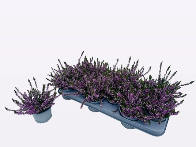 <h4>!! PROMO !! CALLU WIBOS GEM</h4>