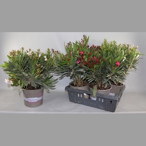 NERIUM OLEANDER OV