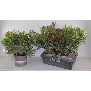 NERIUM OLEANDER OV