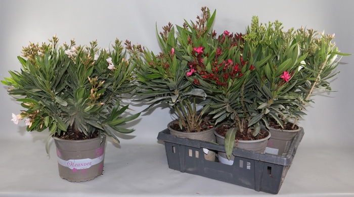 <h4>NERIUM OLEANDER OV</h4>