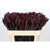 Leucadendron Saf Sunset Dark R.