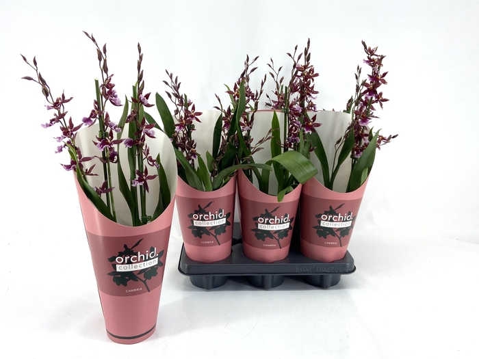 <h4>BUR BARROCCO RED</h4>