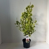 Clethra alnifolia