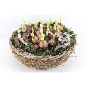 arr4 Narcis PL - Rond nature mand XL
