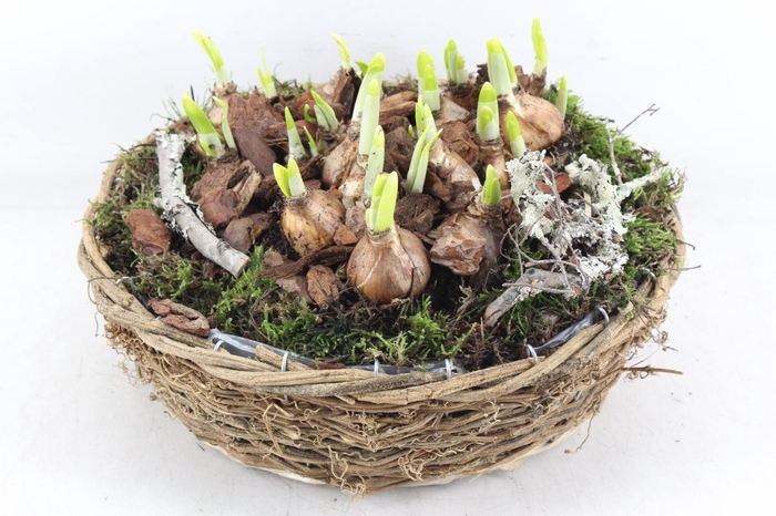 <h4>arr4 Narcis PL - Rond nature mand XL</h4>