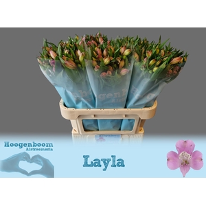 ALSTR LAYLA