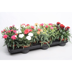 Dianthus Gemengde tray p10,5