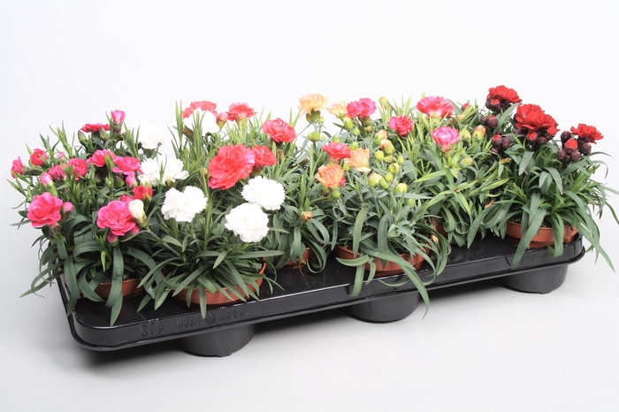 <h4>Dianthus Gemengde tray p10,5</h4>