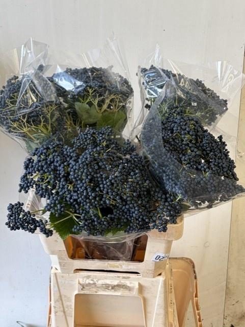 <h4>VIBUR INGE</h4>