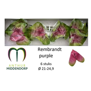ANTH A REMBR PURPLE