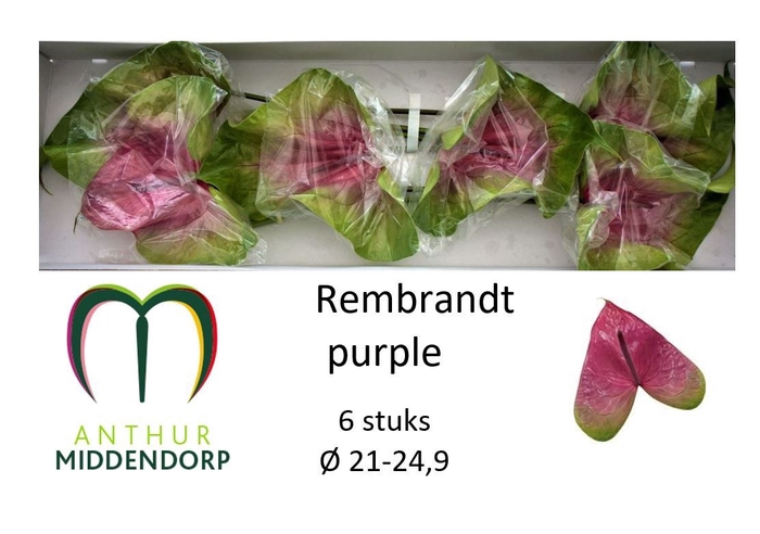 <h4>ANTH A REMBR PURPLE</h4>