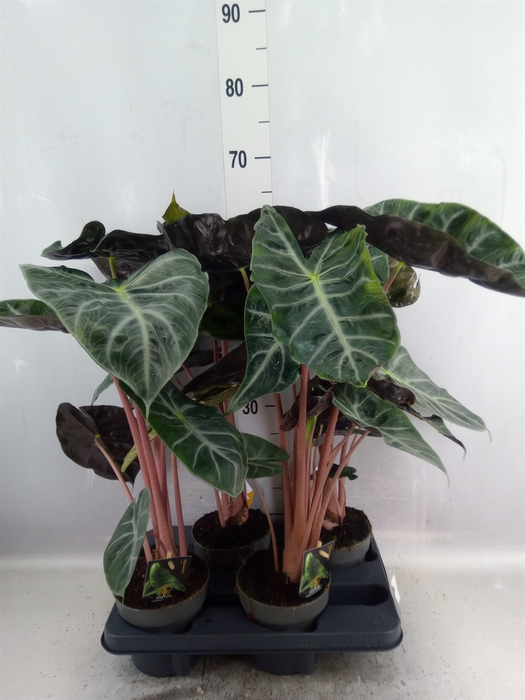 <h4>Alocasia   ...</h4>