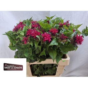 MONARDA PURPLE FOUNTAIN MONARDA PUR