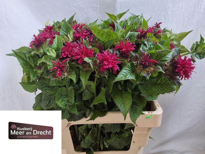 <h4>MONARDA PURPLE FOUNTAIN MONARDA PUR</h4>