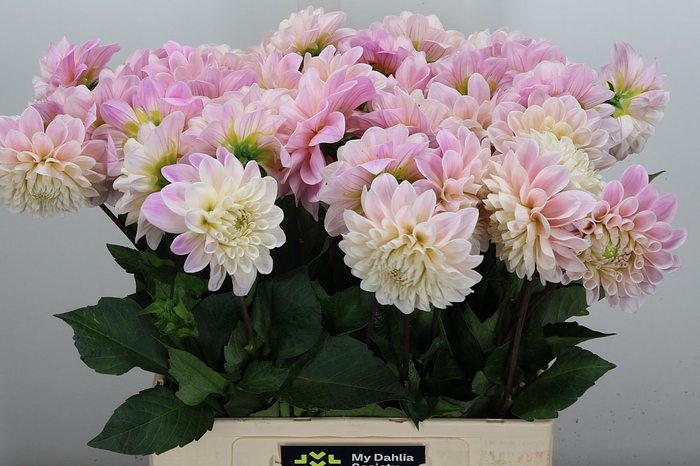 <h4>Dahl Sweet Nathalie</h4>