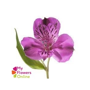 Alstr Purple  70cm EC