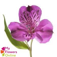 <h4>Alstr Purple  70cm EC</h4>
