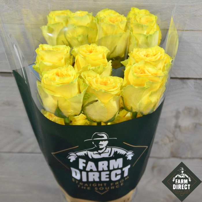 <h4>R GR BUMBLEBEE</h4>