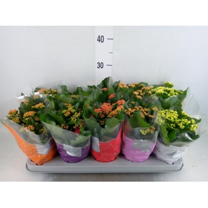 Kalanchoe blos. 'Perfecta'  ..mix 5
