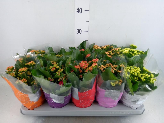 <h4>Kalanchoe blos. 'Perfecta'  ..mix 5</h4>