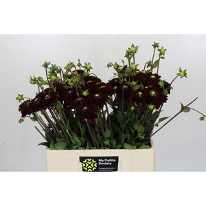 Dahlia Black Fox