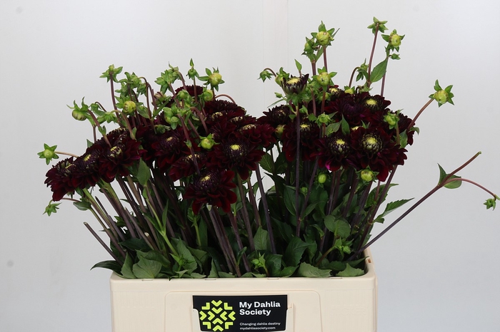 Dahlia Black Fox